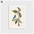 アートポストカード-Blue Linnet
 - マーク ケイツビー Postcard.