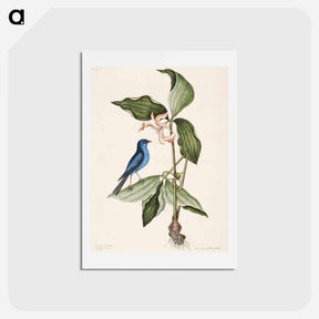 アートポストカード-Blue Linnet
 - マーク ケイツビー Postcard.
