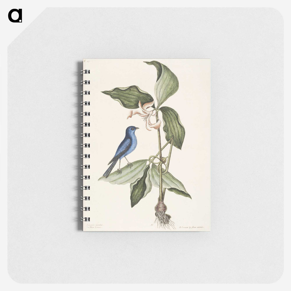 1-23_Mark-Catesby_memo