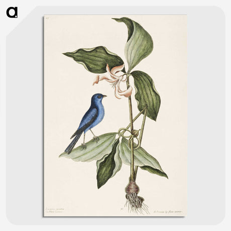 1-23_Mark-Catesby_picture-crop