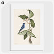 1-23_Mark-Catesby_picture