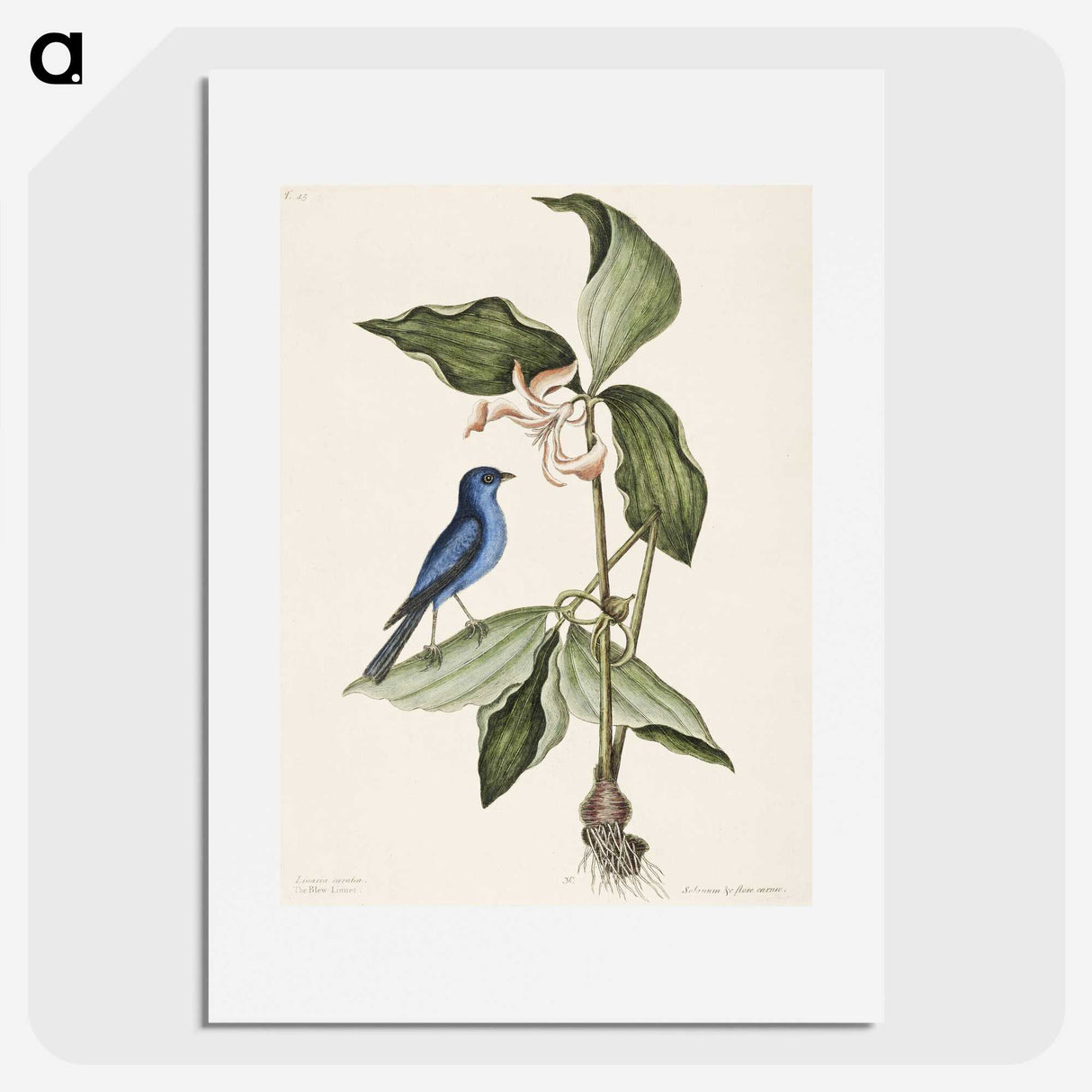1-23_Mark-Catesby_picture