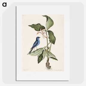 1-23_Mark-Catesby_picture