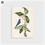 アートポストカード-Blue Linnet
 - マーク ケイツビー Postcard.