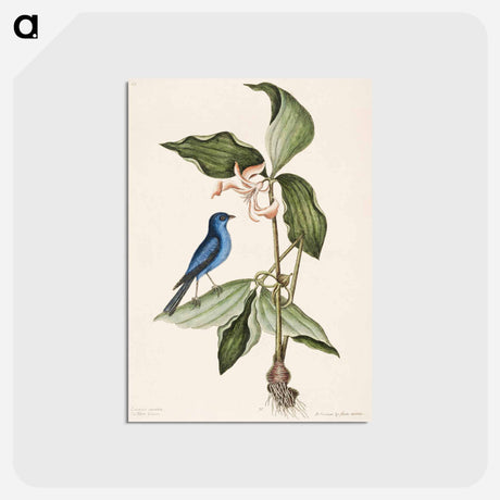 アートポストカード-Blue Linnet
 - マーク ケイツビー Postcard.