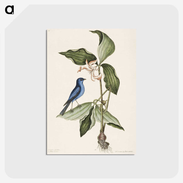 1-23_Mark-Catesby_postcard