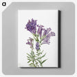 1-23_Mary-Vaux-Walcott_canvas