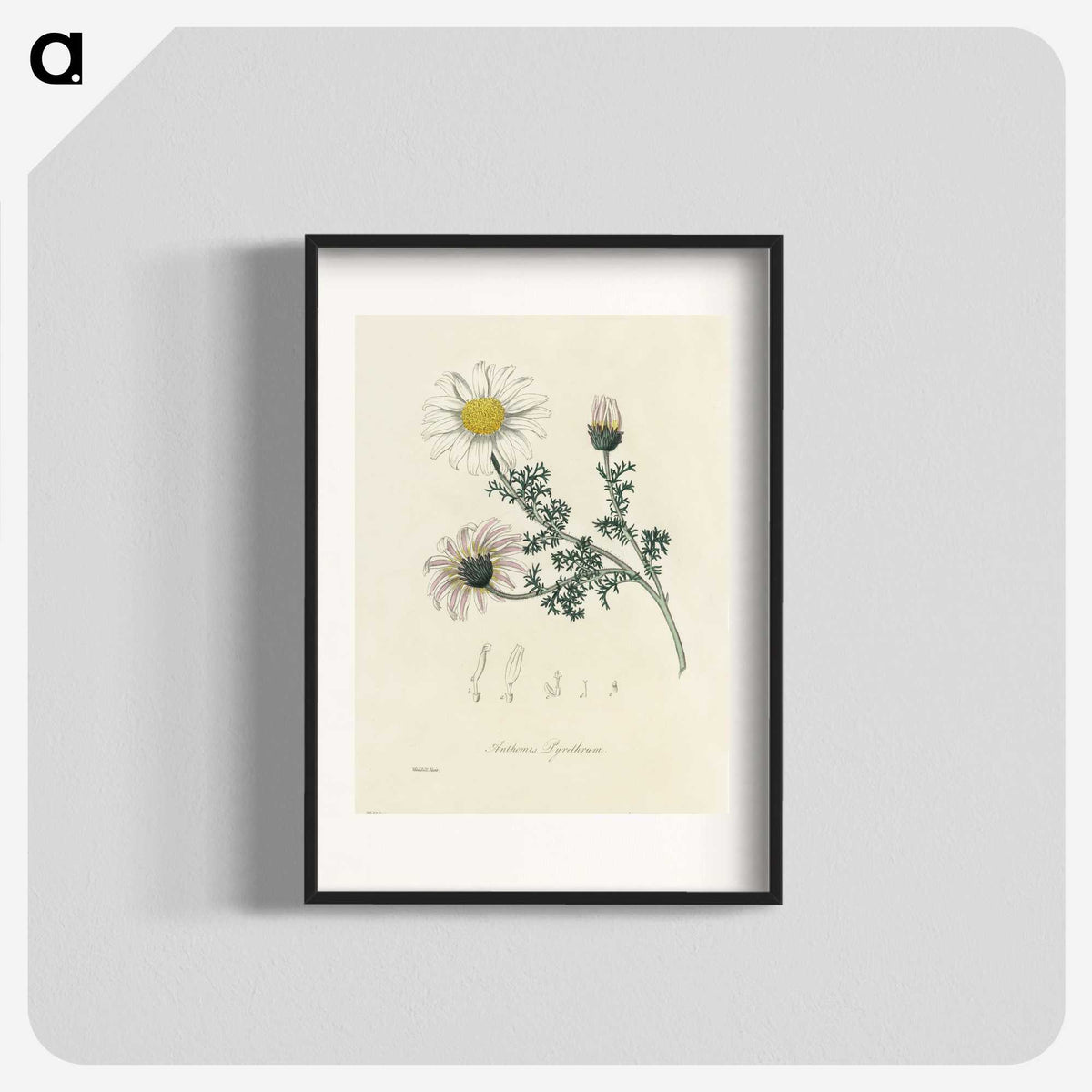 1-23_Medical-Botany_blk