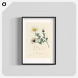 アートポスター-Anthemis pyrethrum Illustration
 - 薬用植物学 Poster.