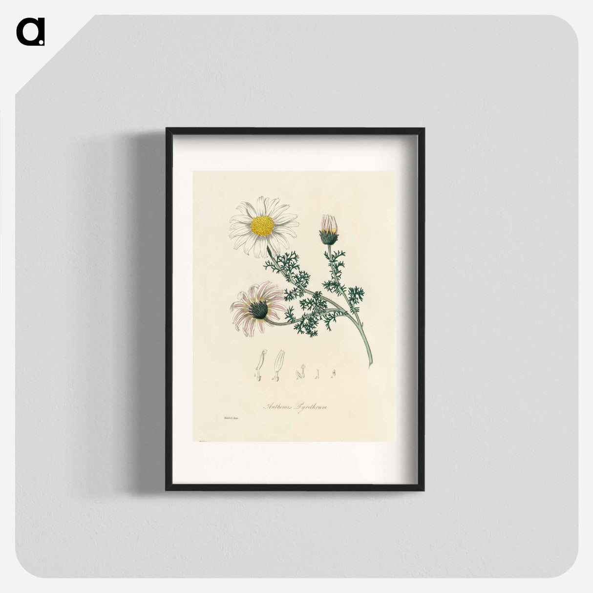 アートポスター-Anthemis pyrethrum Illustration
 - 薬用植物学 Poster.
