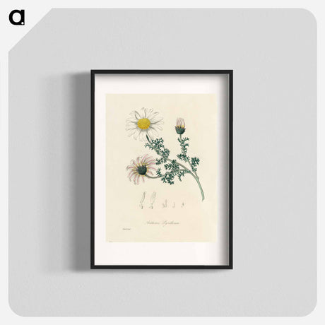 アートポスター-Anthemis pyrethrum Illustration
 - 薬用植物学 Poster.