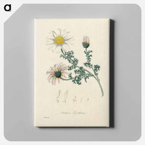 アートパネル-Anthemis pyrethrum Illustration
 - 薬用植物学 Canvas.