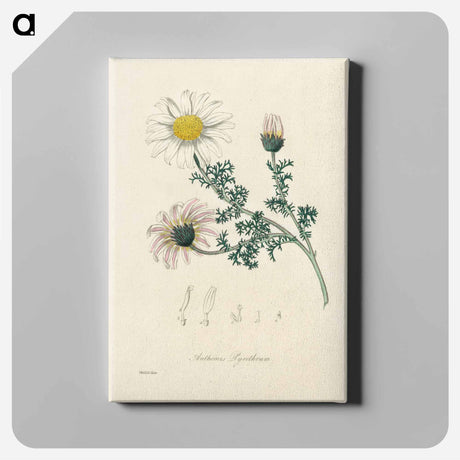 アートパネル-Anthemis pyrethrum Illustration
 - 薬用植物学 Canvas.