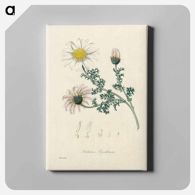 アートパネル-Anthemis pyrethrum Illustration
 - 薬用植物学 Canvas.