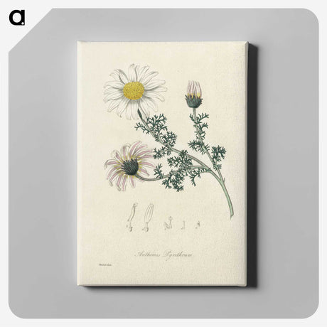 1-23_Medical-Botany_canvas