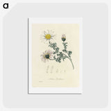 1-23_Medical-Botany_hagaki