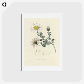 1-23_Medical-Botany_hagaki