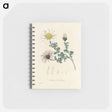 アートメモ帳-Anthemis pyrethrum Illustration
 - 薬用植物学 Memo.