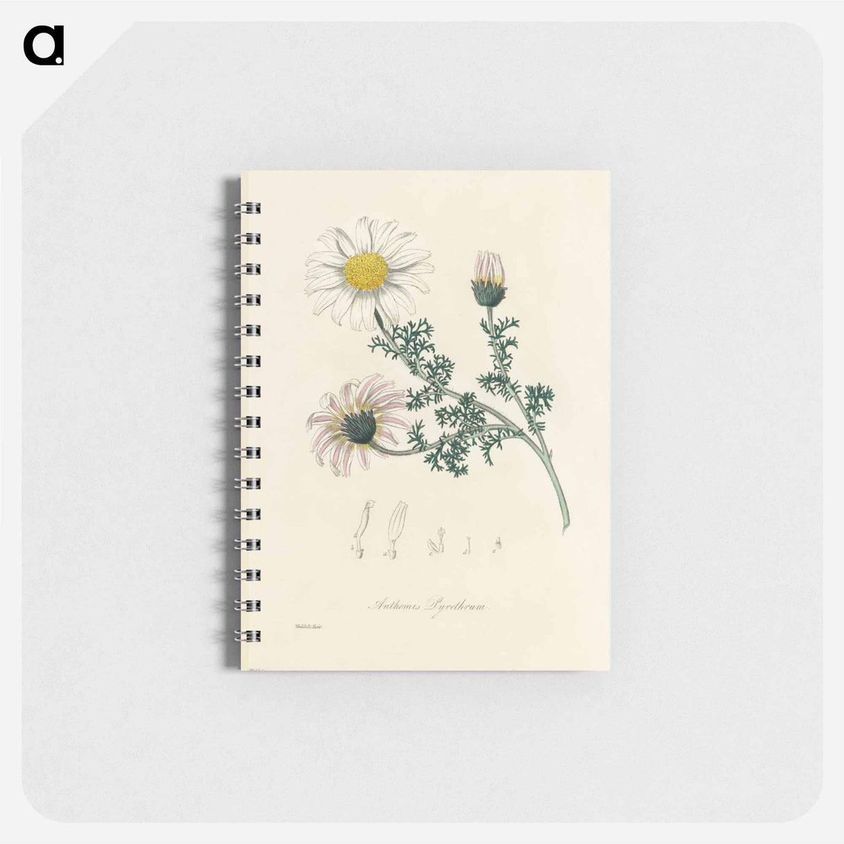 アートメモ帳-Anthemis pyrethrum Illustration
 - 薬用植物学 Memo.