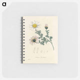 アートメモ帳-Anthemis pyrethrum Illustration
 - 薬用植物学 Memo.