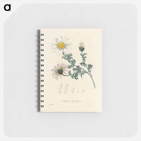 アートメモ帳-Anthemis pyrethrum Illustration
 - 薬用植物学 Memo.