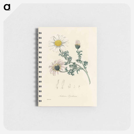 アートメモ帳-Anthemis pyrethrum Illustration
 - 薬用植物学 Memo.