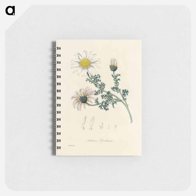アートメモ帳-Anthemis pyrethrum Illustration
 - 薬用植物学 Memo.