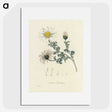 1-23_Medical-Botany_picture