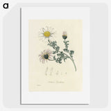 1-23_Medical-Botany_picture