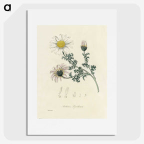 1-23_Medical-Botany_picture