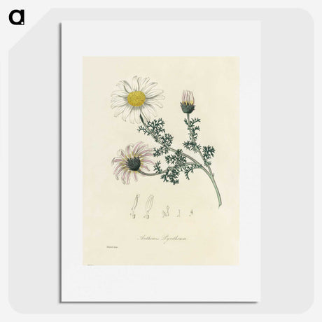1-23_Medical-Botany_picture