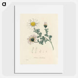 アートポスター-Anthemis pyrethrum Illustration
 - 薬用植物学 Poster.