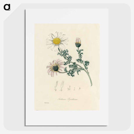 アートポスター-Anthemis pyrethrum Illustration
 - 薬用植物学 Poster.