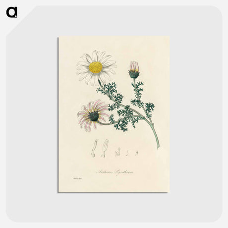 アートポストカード-Anthemis pyrethrum Illustration
 - 薬用植物学 Postcard.