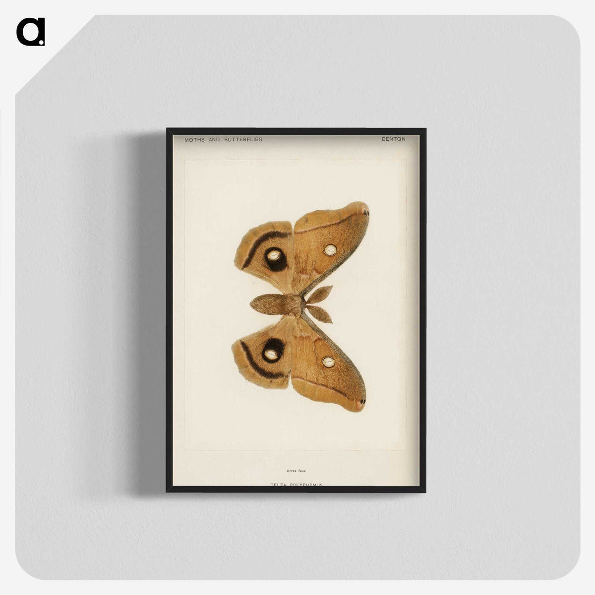 1-23_Moths-and-Butterflies-of-the-United-States_blk-crop