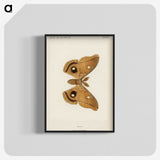 1-23_Moths-and-Butterflies-of-the-United-States_blk-crop