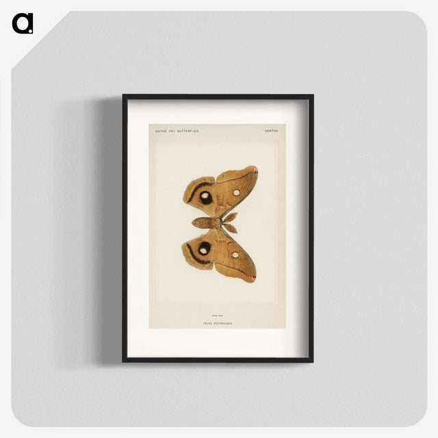 1-23_Moths-and-Butterflies-of-the-United-States_blk