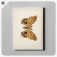 1-23_Moths-and-Butterflies-of-the-United-States_canvas