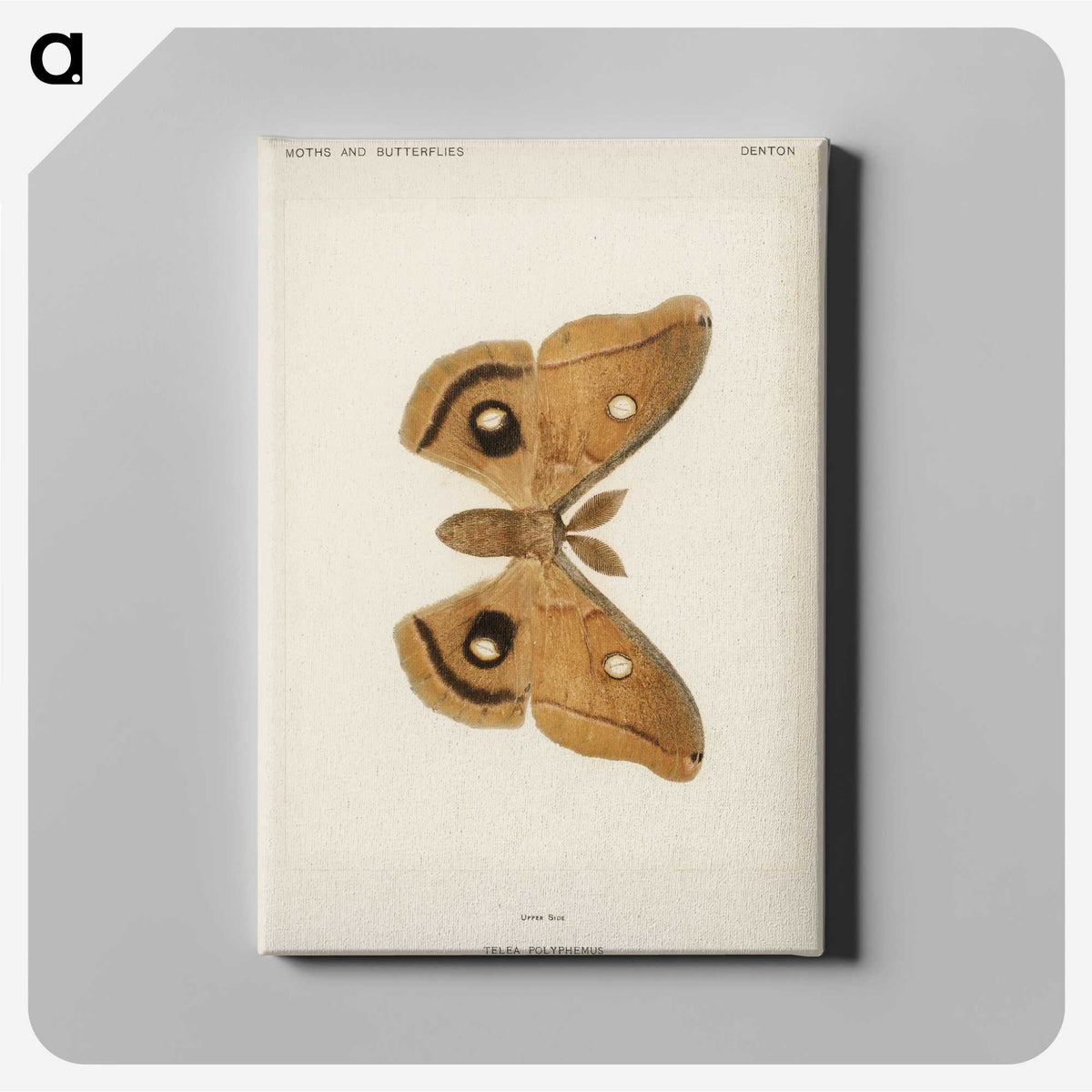1-23_Moths-and-Butterflies-of-the-United-States_canvas