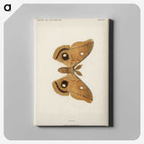 1-23_Moths-and-Butterflies-of-the-United-States_canvas