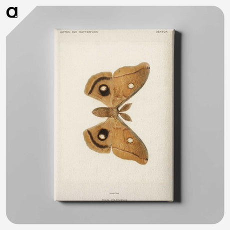 1-23_Moths-and-Butterflies-of-the-United-States_canvas