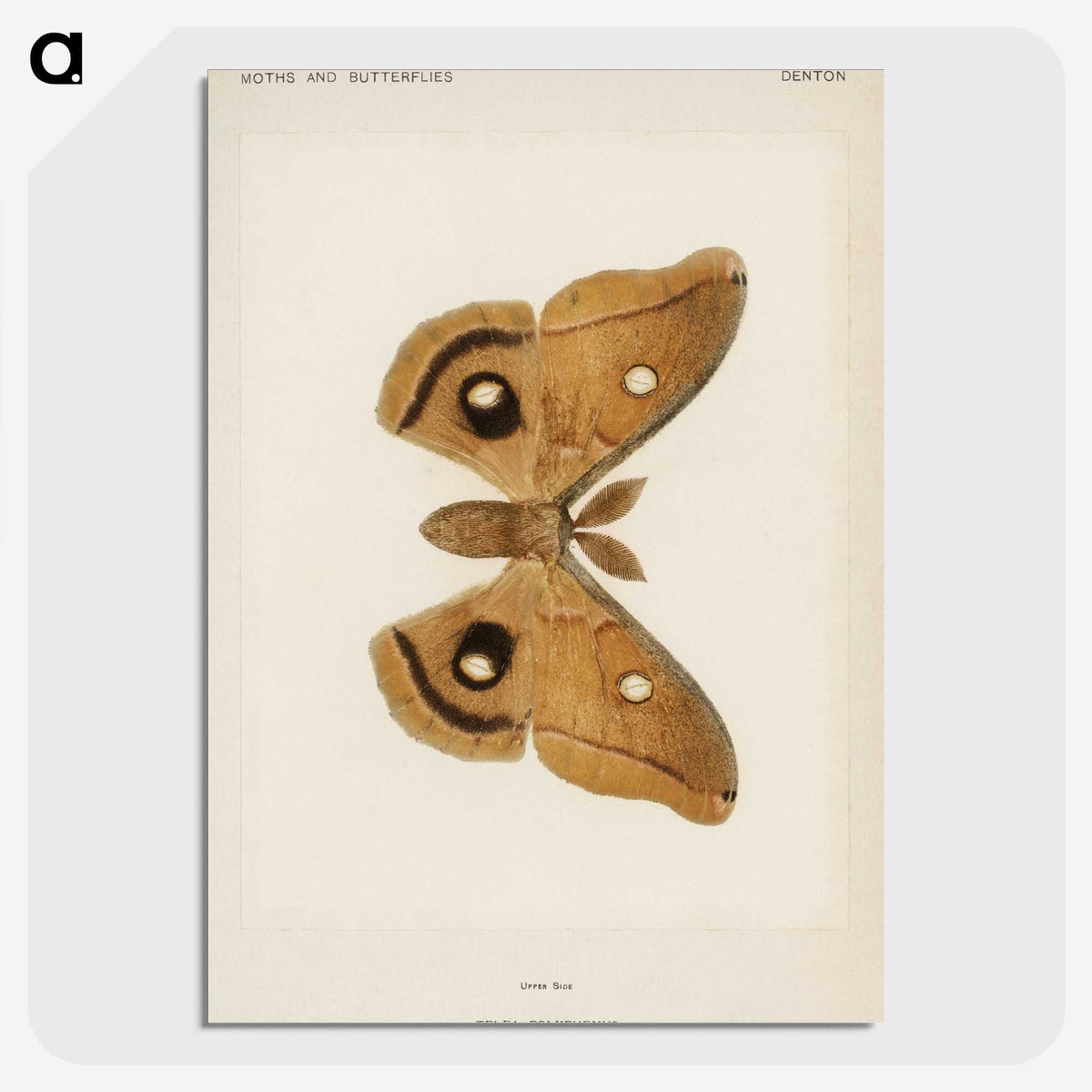 1-23_Moths-and-Butterflies-of-the-United-States_picture-crop
