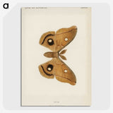 1-23_Moths-and-Butterflies-of-the-United-States_picture-crop