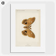 1-23_Moths-and-Butterflies-of-the-United-States_picture