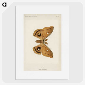 1-23_Moths-and-Butterflies-of-the-United-States_picture