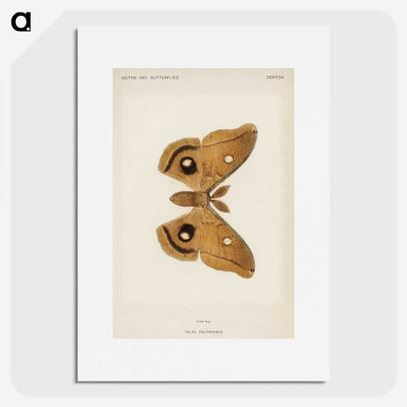 1-23_Moths-and-Butterflies-of-the-United-States_picture