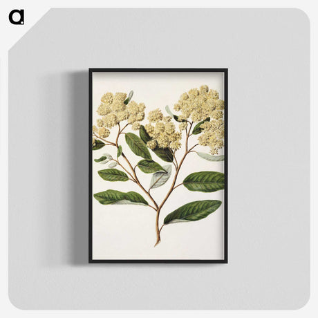 1-23_Native-Flowering-Plants-of-New-Zealand_blk-crop