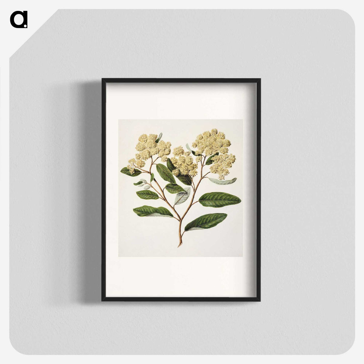 1-23_Native-Flowering-Plants-of-New-Zealand_blk