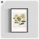 1-23_Native-Flowering-Plants-of-New-Zealand_blk