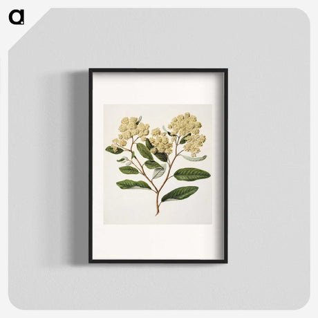 1-23_Native-Flowering-Plants-of-New-Zealand_blk